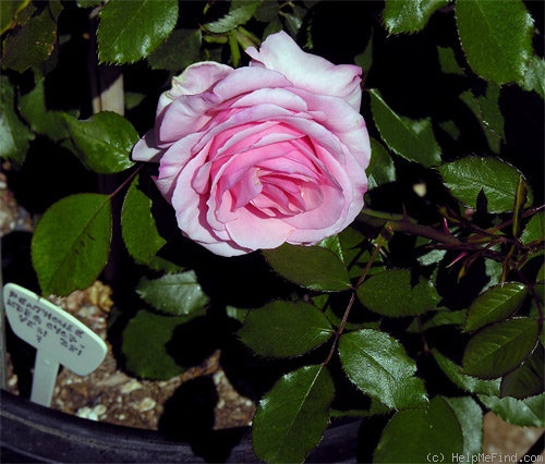 'West Coast ®' rose photo