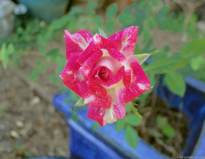 'Freckle Face (miniature, Wells, 2001)' rose photo