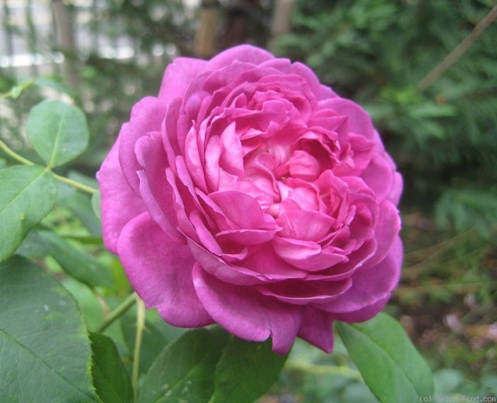 'Reine des Violettes (hybrid perpetual, Mille-Mallet 1860)' rose photo