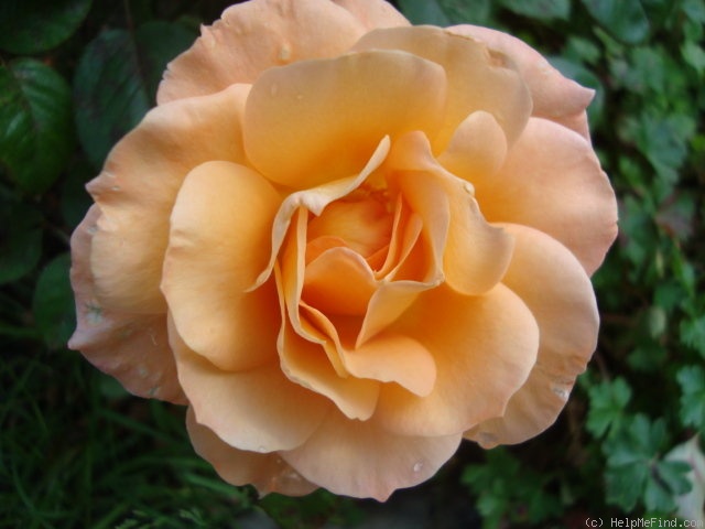 'Peacekeeper' rose photo