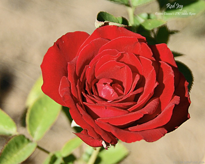 'Red Joy' rose photo