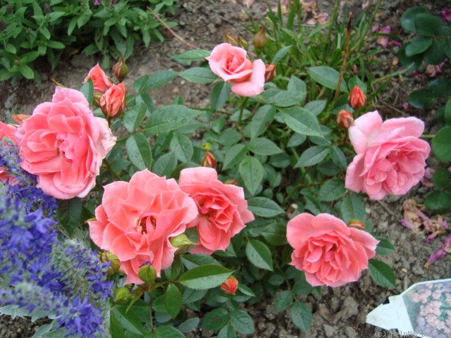 'Pink Pirouette' rose photo
