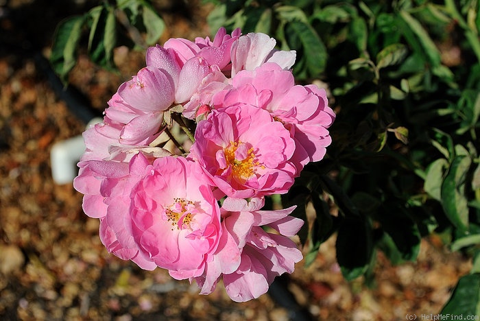'Lyric' rose photo