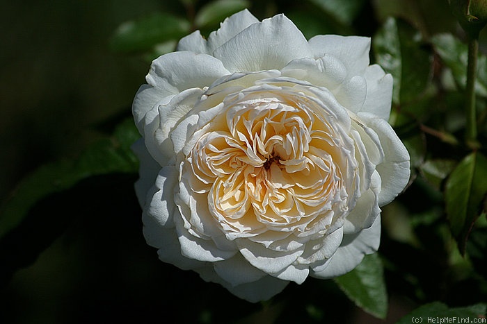 'Bolero 2004' rose photo