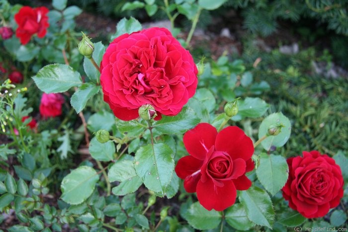 'Grand Award ®' rose photo