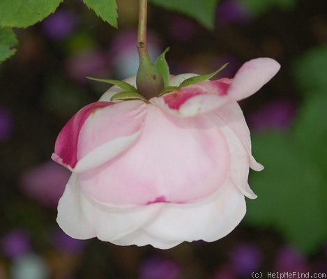 'Ayrshire Splendens' rose photo