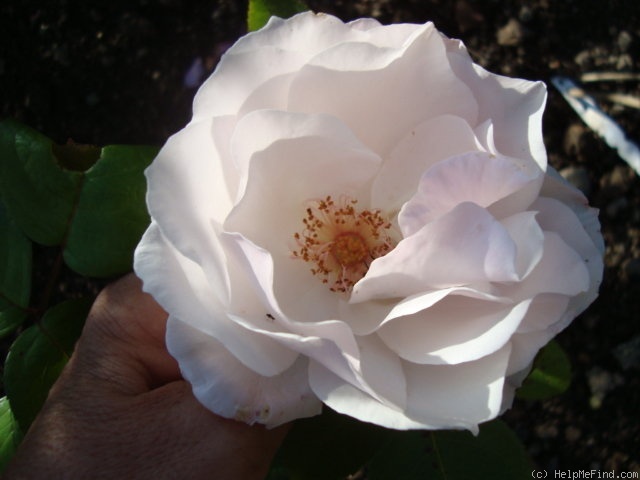 'Marie-Louise Velge' rose, click to enlarge 'Marie-Louise Velge' rose photo