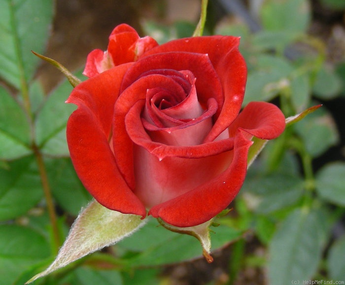 'Cinnamon Girl ™' rose photo