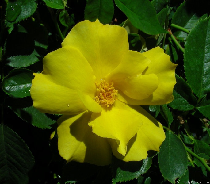 'Rosarian Gregg Lowery' rose photo