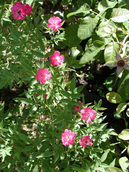 'Magic Wand' rose photo