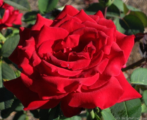 'Cesar E. Chavez ™' rose photo