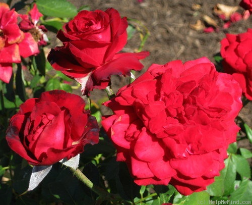 'Glad Tidings' rose photo