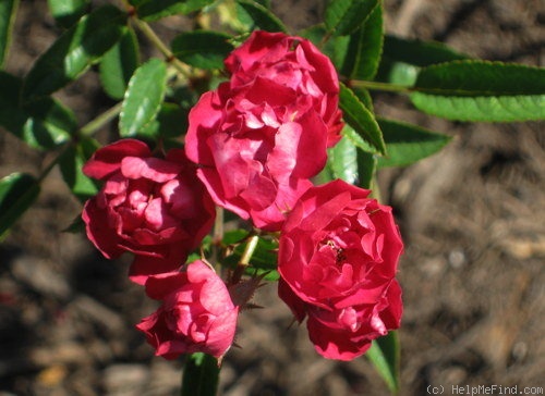 'Happy (polyantha, de Ruiter, 1954)' rose photo