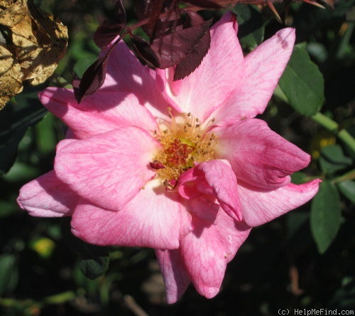 'Jean Bach-Sisley' rose photo