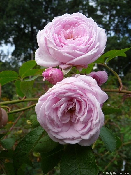 'Schlick-tc' rose photo
