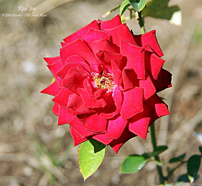 'Red Joy' rose photo
