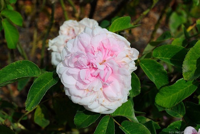 'Caroline de Sansal' rose photo