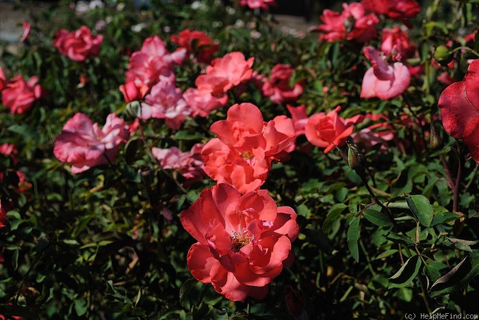 'City of Leeds' rose photo