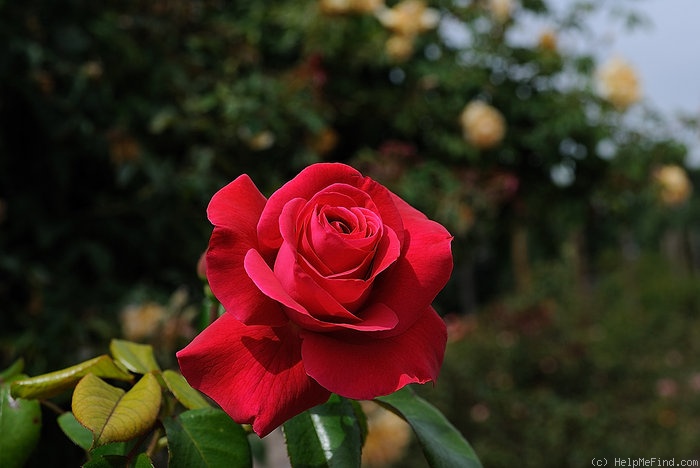 'Shining Ruby' rose photo