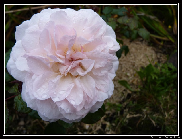 'Belami (floribunda, Kordes, 2000)' rose photo
