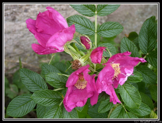 '<i>Rosa rugosa rubra</i> 'Scabrosa'' rose photo