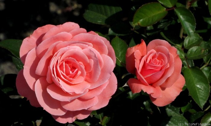 'Sexy Rexy ® (Floribunda, McGredy, 1978)' rose photo