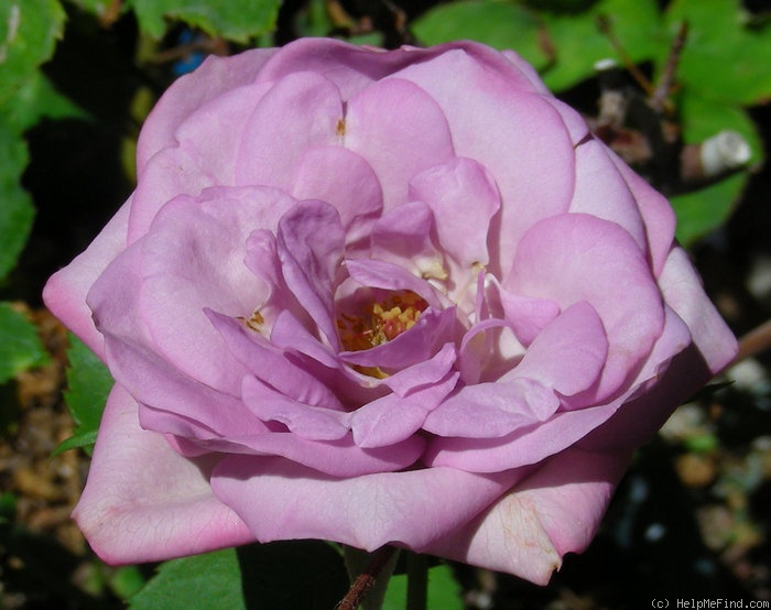 'Lee Greenwood's American Patriot' rose photo