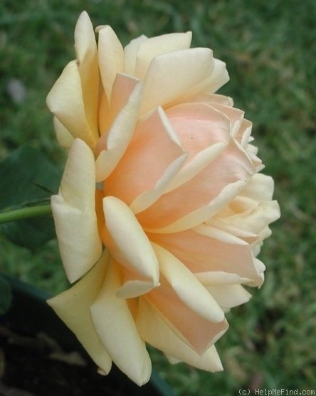 'Cynthia Brooke' rose photo