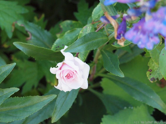 'Madame Cécile Brunner, Cl.' rose photo