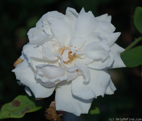 'British Queen' rose photo