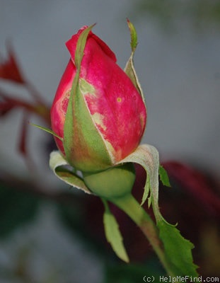 'Budateteni' rose photo