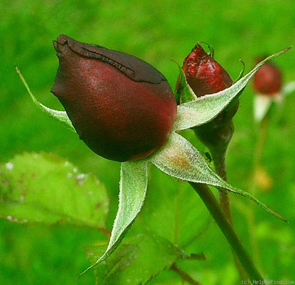 'The Meteor (hybrid Tea, Bennett, 1887)' rose photo