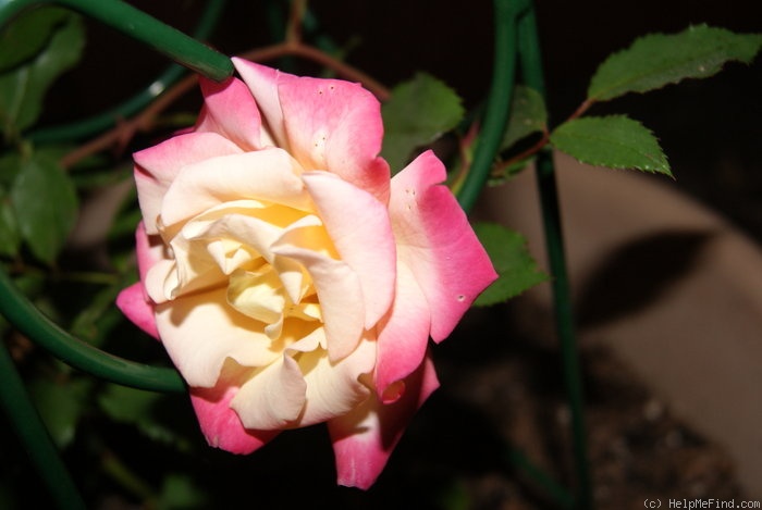 'Eternal Flame (miniature, Tucker, 2008)' rose photo