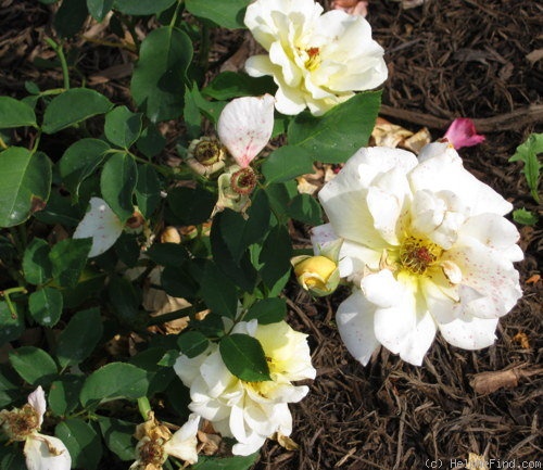 'Golden Garnette' rose photo