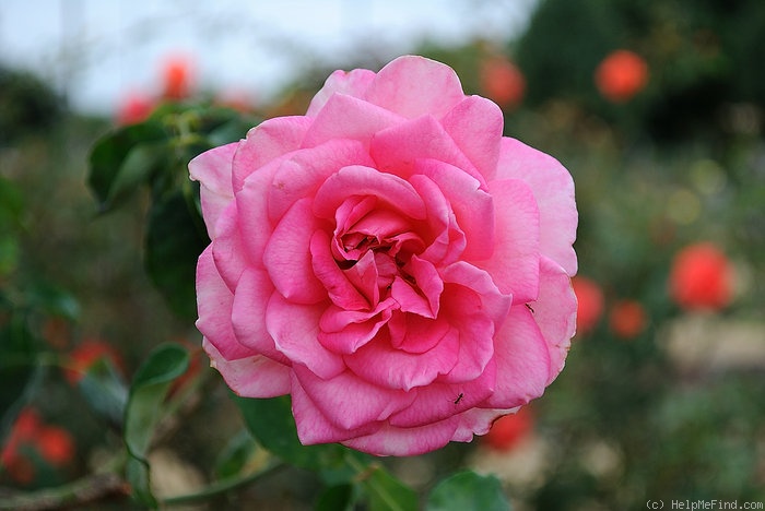 'Columbia, Cl. (Climbing Hybrid Tea, Lens, 1929)' rose photo