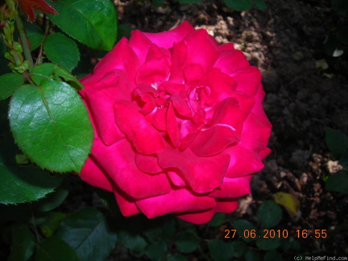 'Dame de Coeur' rose photo