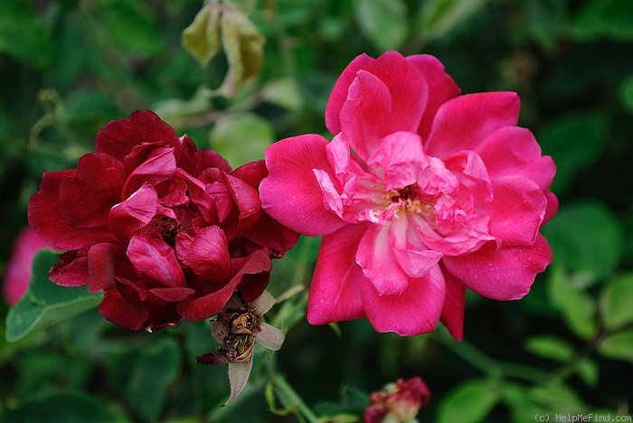 'Grandmom Schmidt' rose photo