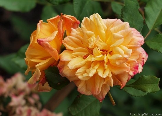 'Aloha ® (climber, LCl, Kordes 2003)' rose photo