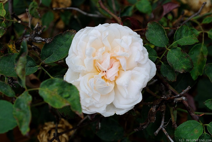'Madame Maurin' rose photo
