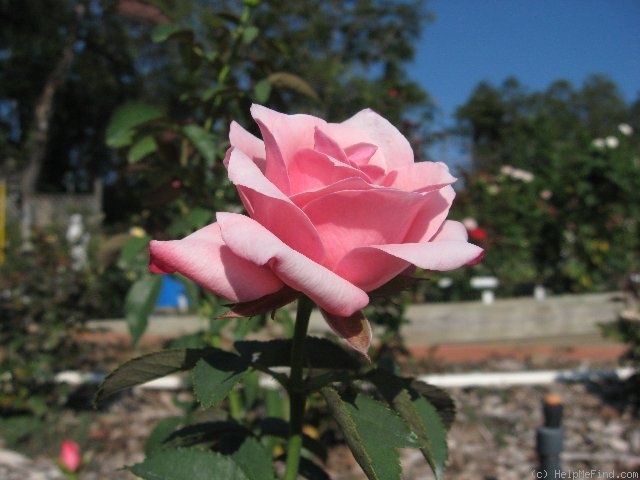 'Eternity (mini-flora, Rickard 2010)' rose photo