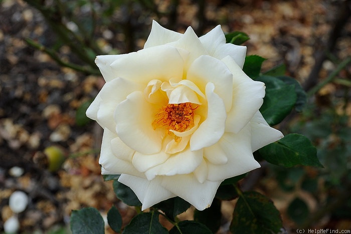 'Westfield Star' rose photo
