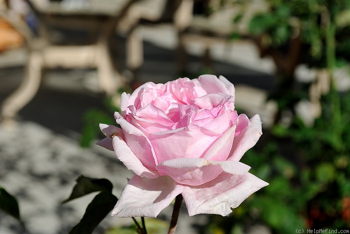 'Nancy Lee' rose photo