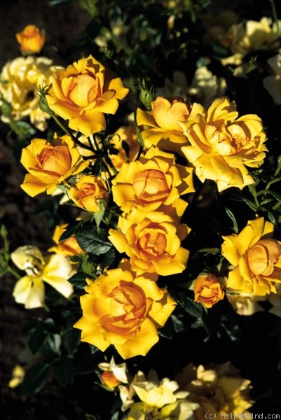 'Amber Nectar' rose photo