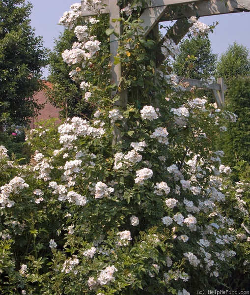 'Robe de Neige' rose photo