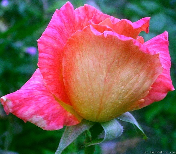 'Sovrana' rose photo