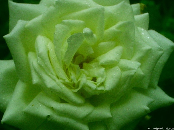 'Edel' rose photo