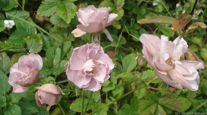 'Lavender Pinocchio (Floribunda, Boerner, 1948)' rose photo