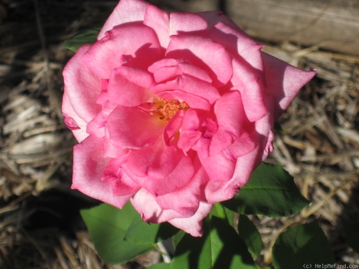 'Columbia (hybrid tea, Hill, 1916)' rose photo