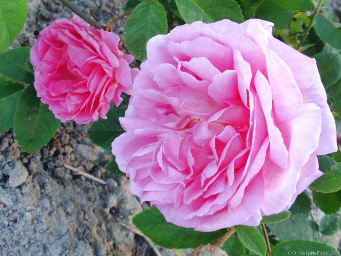 'Auli' rose photo