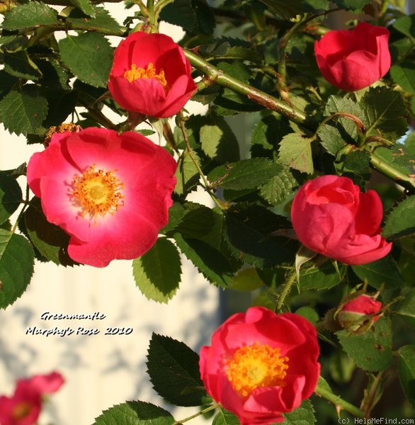 'Greenmantle' rose photo